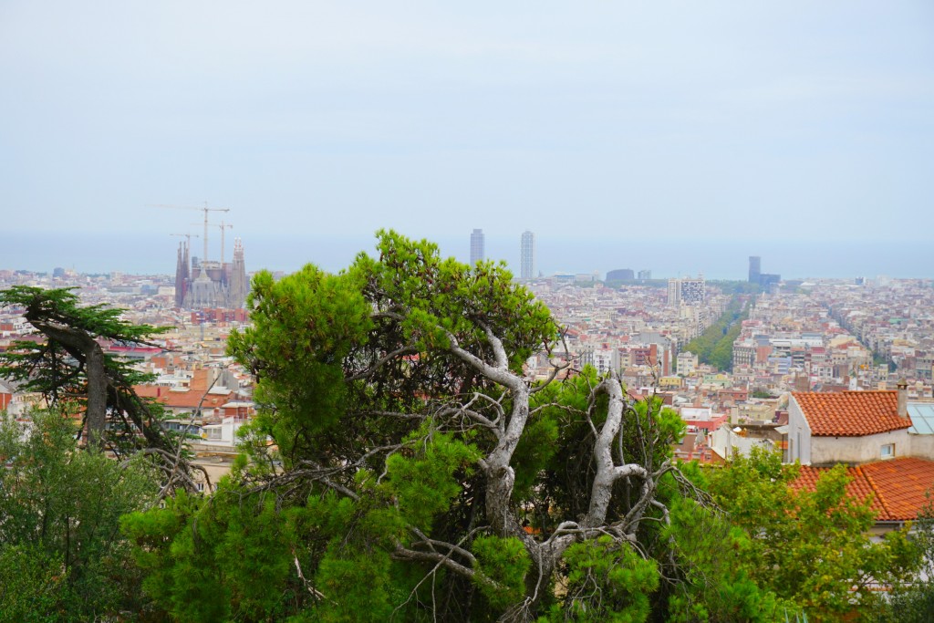 View of La Sagadra Familia from Park Guell. You can see the cranes because it is still under contruction.