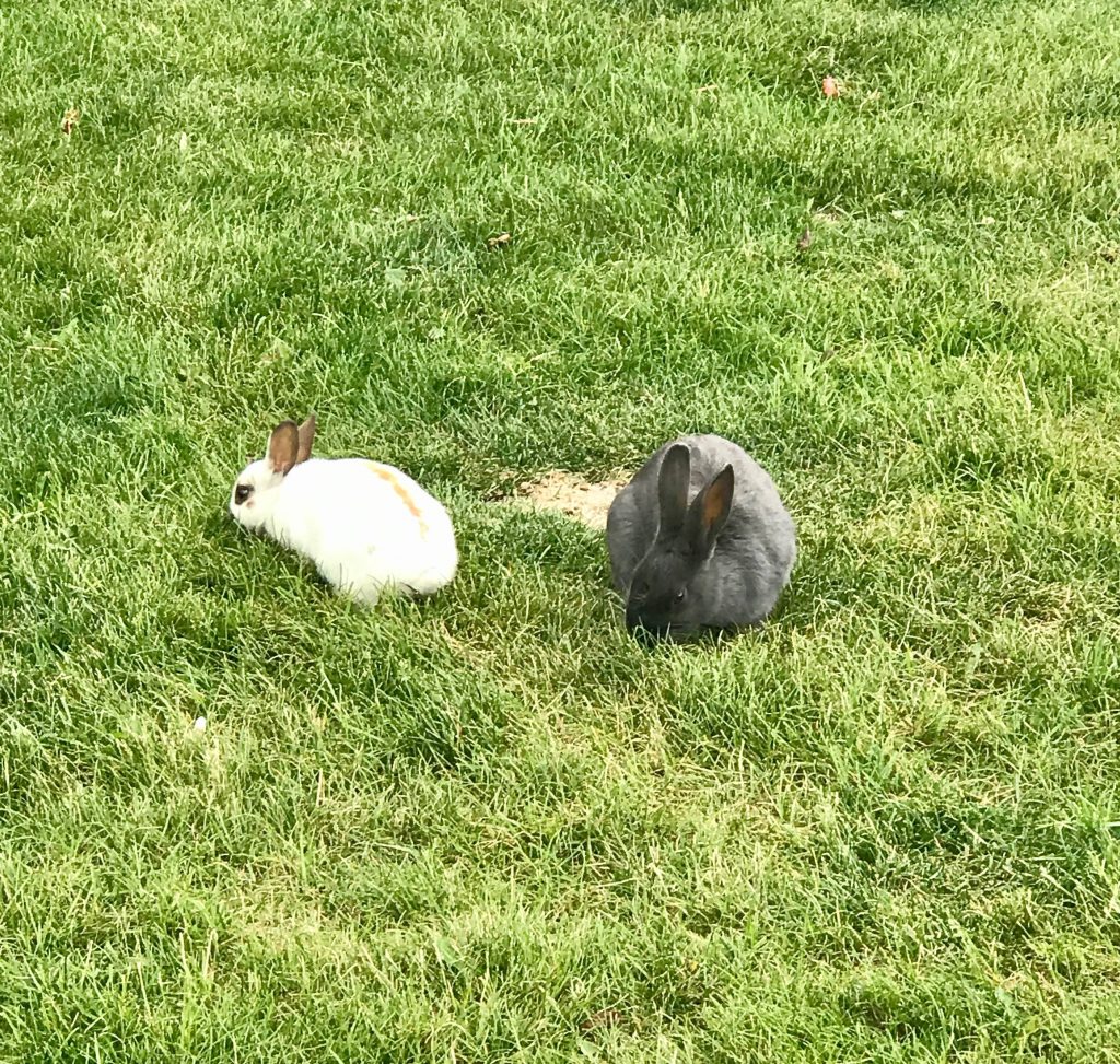 Adorable bunnies that are everywhere in Canmore, Canada